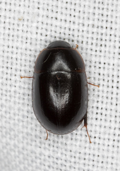 Cymbiodyta sp. Hydrophilidae