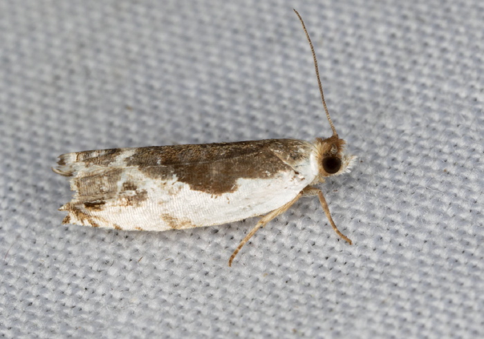 Ancylis nubeculana Tortricidae