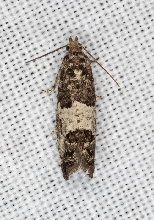 Spilonota ocellana? Tortricidae