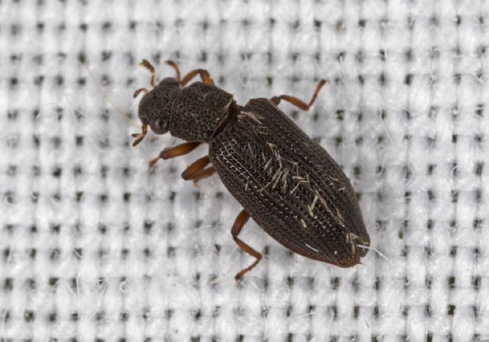 Hydrochus sp. Hydrophilidae