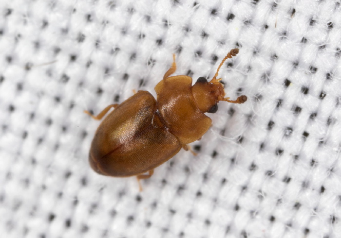 Epuraea sp. Nitidulidae