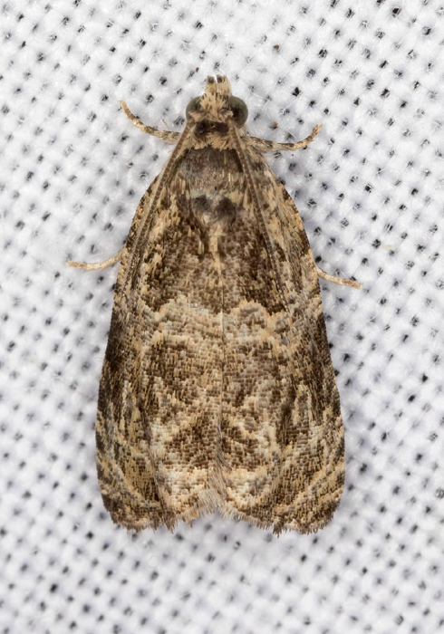 Olethreutes sp. Tortricidae