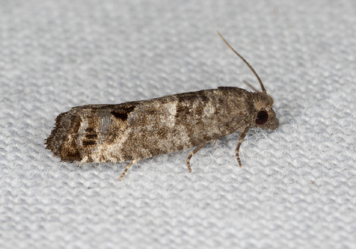 Spilonota ocellana? Tortricidae