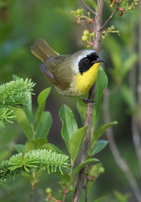Geothlypis trichas Parulidae