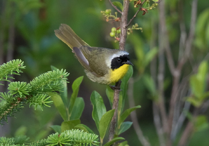 Geothlypis trichas Parulidae