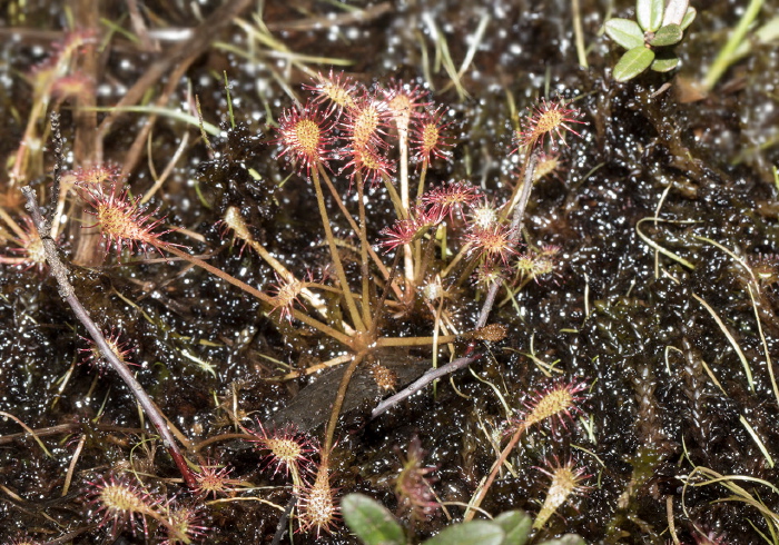 Drosera intermedia Droseraceae