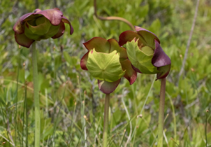Sarracenia purpurea Sarraceniaceae