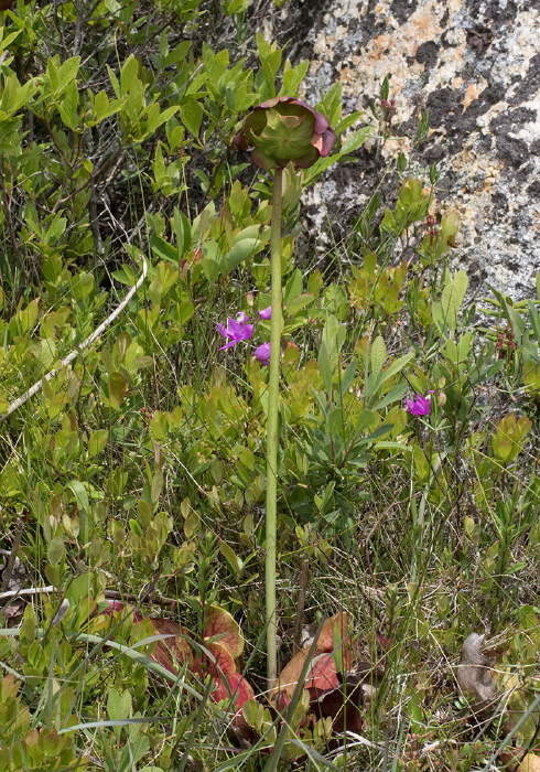Sarracenia purpurea Sarraceniaceae