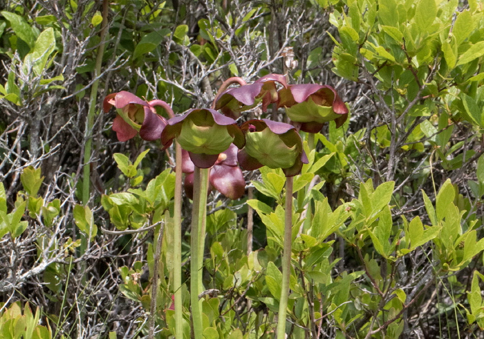 Sarracenia purpurea Sarraceniaceae