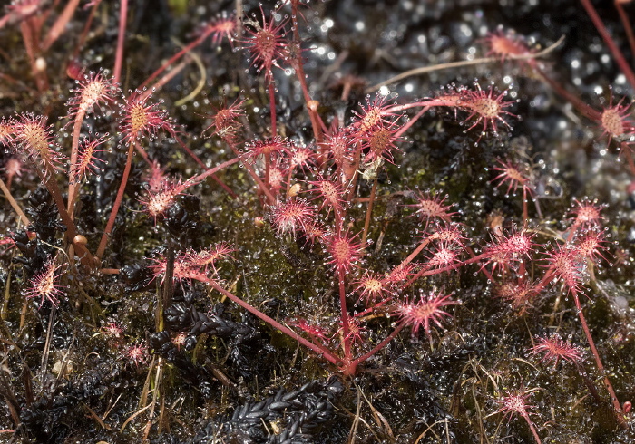 Drosera intermedia Droseraceae