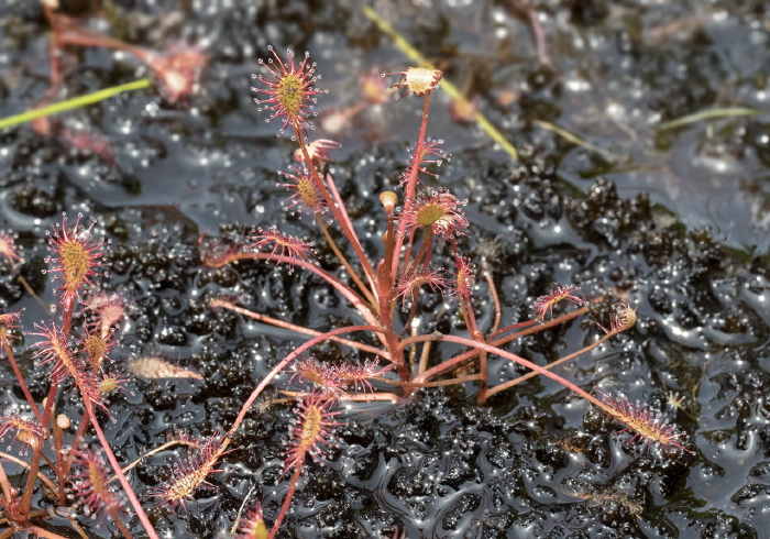 Drosera intermedia Droseraceae