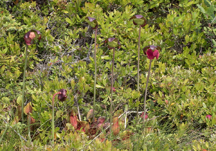 Sarracenia purpurea Sarraceniaceae