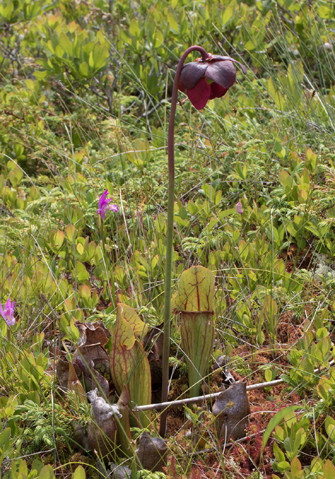 Sarracenia purpurea Sarraceniaceae