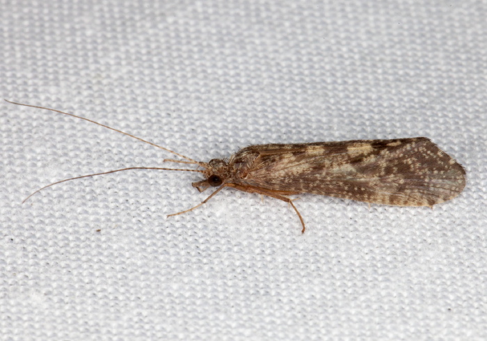 Hydropsyche morosa? Hydropsychidae