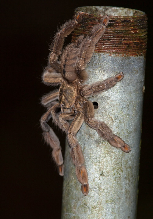 Psalmopoeus cambridgei Theraphosidae