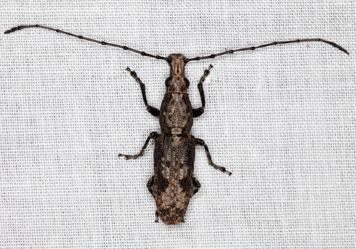 Ptychoderes mixtus Anthribidae