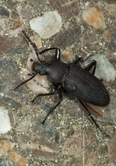   Tenebrionidae