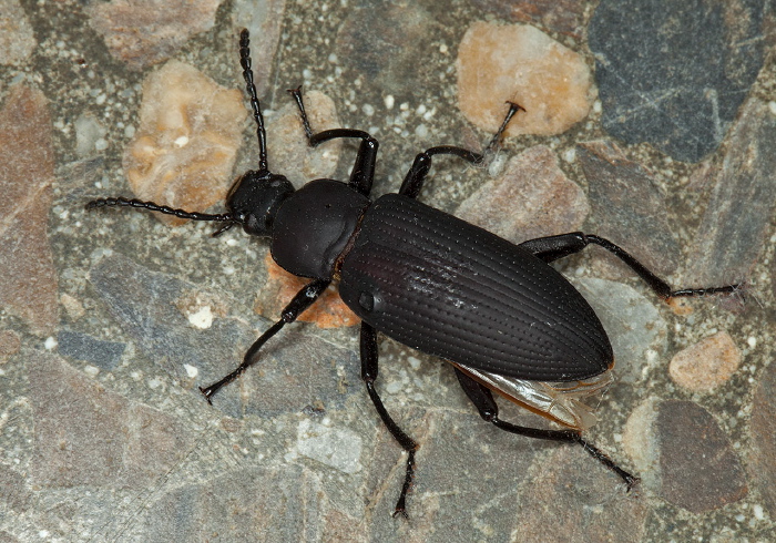   Tenebrionidae