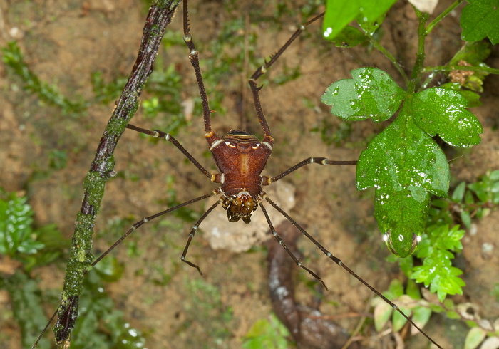 Santinezia serratotibialis Cranaidae