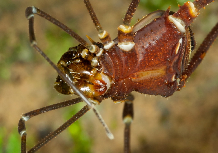 Santinezia serratotibialis Cranaidae