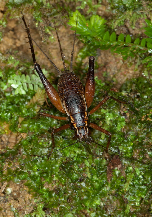   Gryllidae