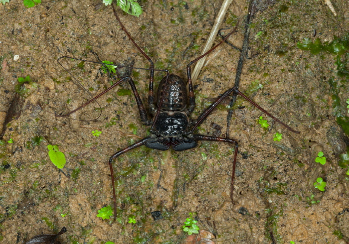 Phrynus sp. Phrynidae