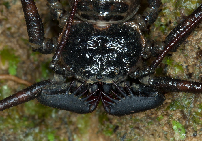 Phrynus sp. Phrynidae