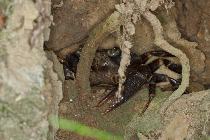 Eudaniela garmani Pseudothelphusidae