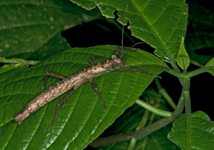 Creoxylus spinosus? Pseudophasmatidae