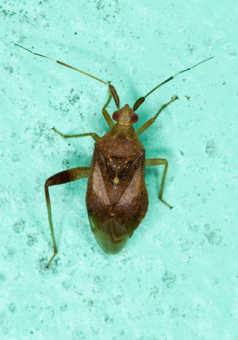   Miridae