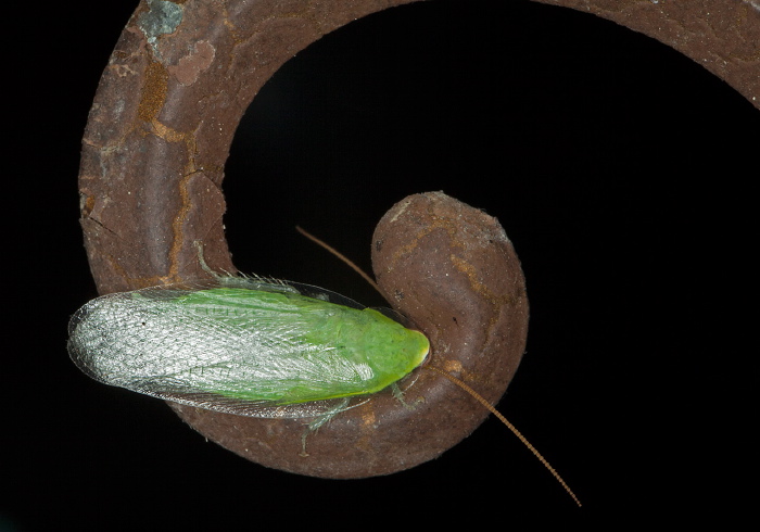 Panchlora nivea Blaberidae