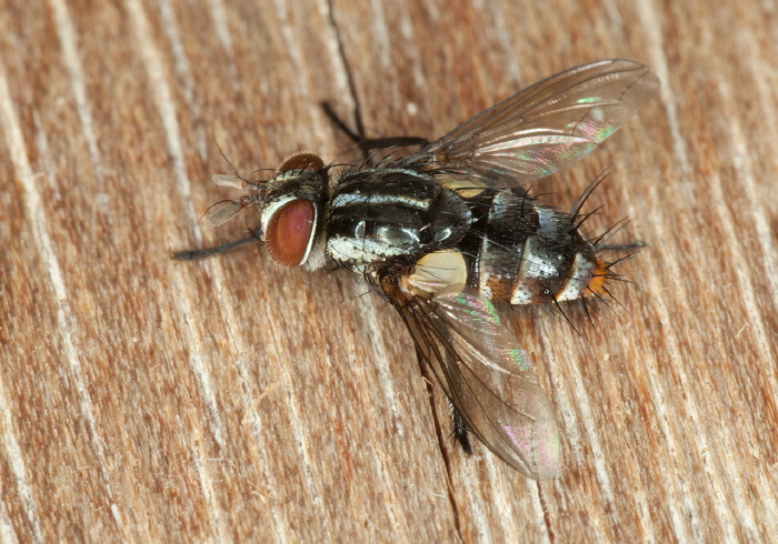   Sarcophagidae