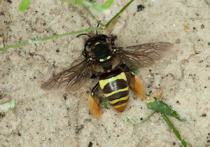 Epicharis sp. Apidae