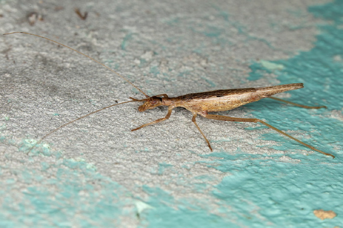   Gryllidae