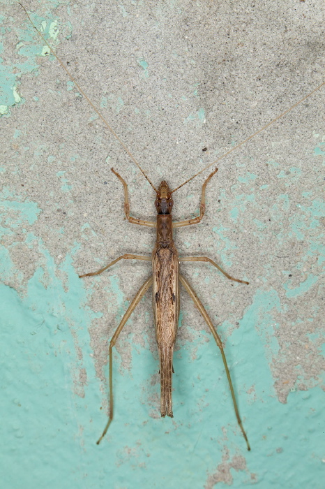   Gryllidae