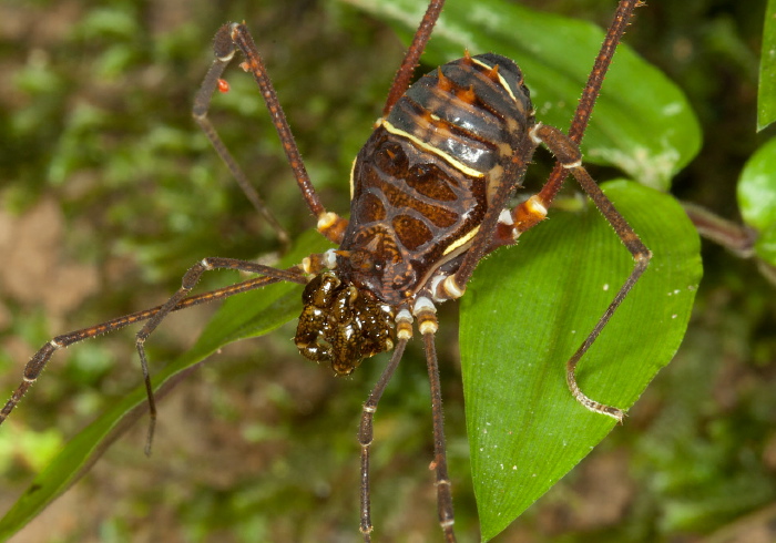 Santinezia serratotibialis Cranaidae