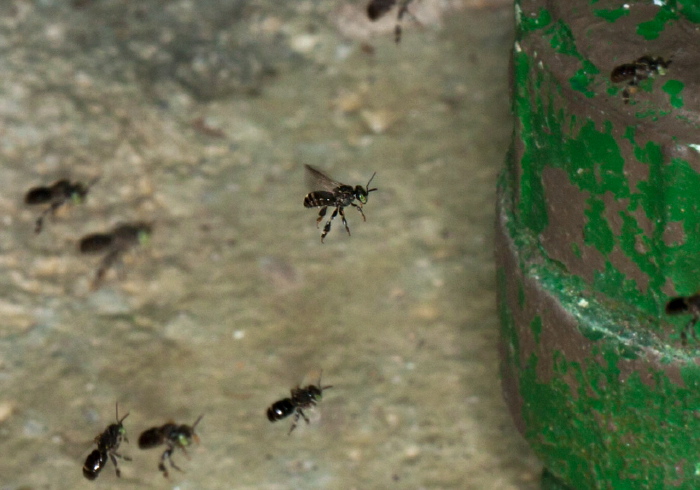 Nannotrigona sp. Apidae