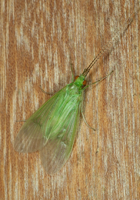 Leptonema cf. albovirens Hydropsychidae