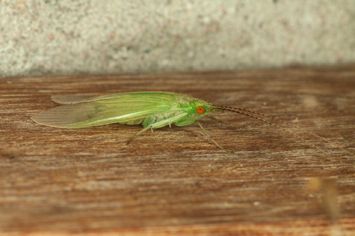 Leptonema cf. albovirens Hydropsychidae