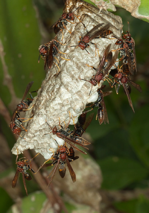 Polistes sp.? Vespidae