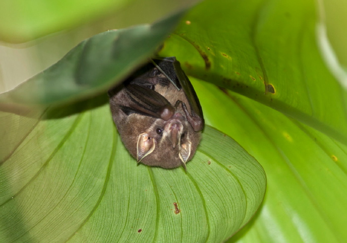 Artibeus cinereus? Phyllostomidae