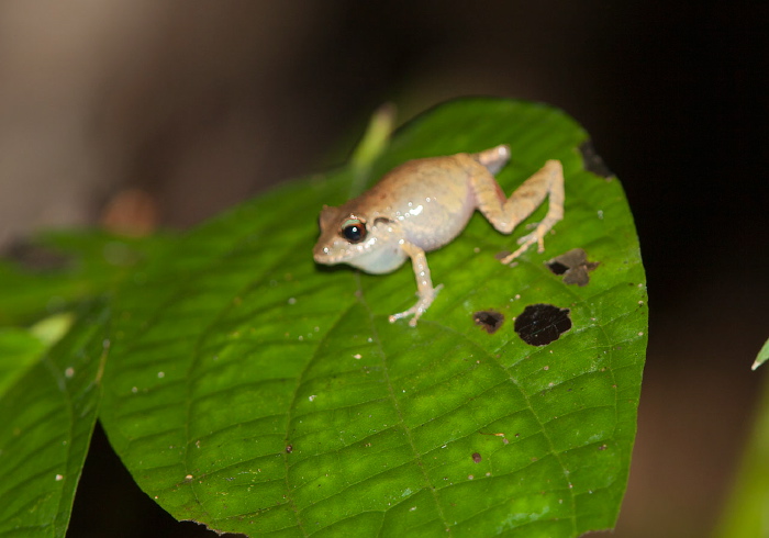 Pristimantis urichi Craugastoridae