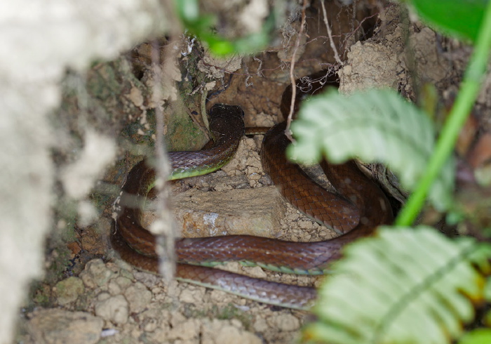 Mastigodryas boddaerti Colubridae