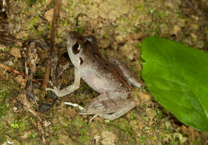 Pristimantis urichi Craugastoridae