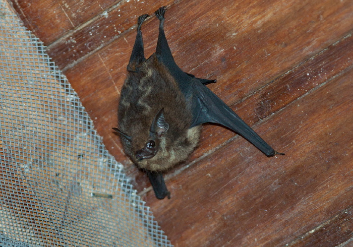 Saccopteryx leptura Emballonuridae