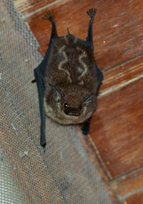 Saccopteryx leptura Emballonuridae