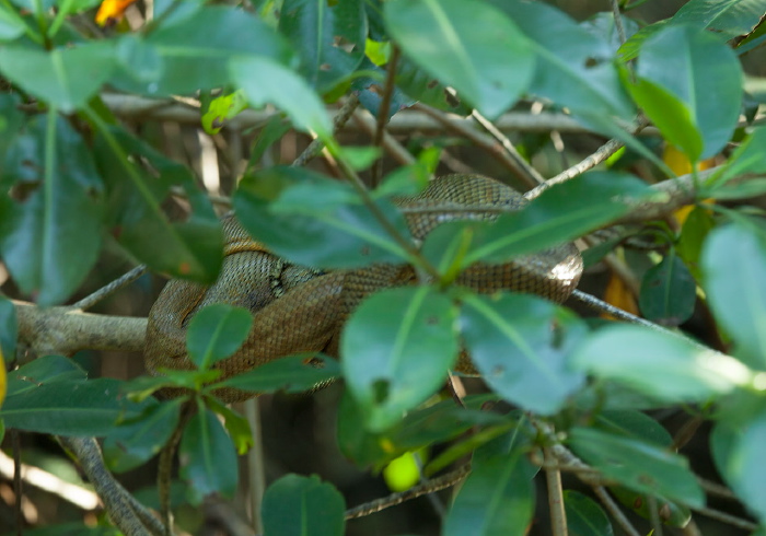 Corallus ruschenbergerii Boidae