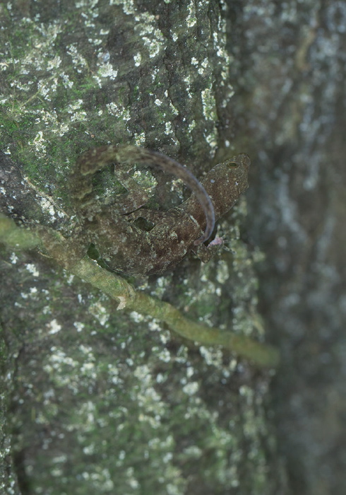 Gonatodes Ocellatus Sphaerodactylidae