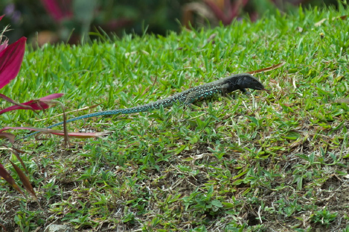 Ameiva atrigularis Teiidae