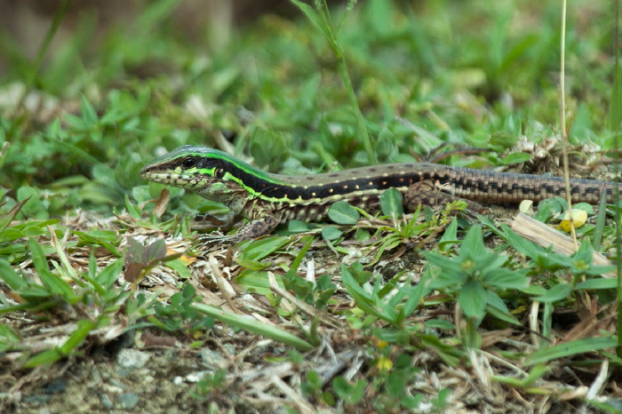 Ameiva atrigularis Teiidae
